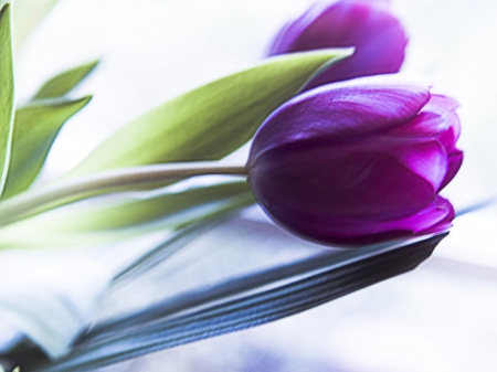 Purple tulips