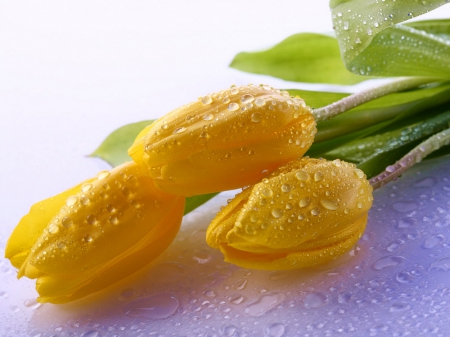 Drops - love, tulips, water, rose, nature, yellow, pretty, drop, flowers, drops, natural