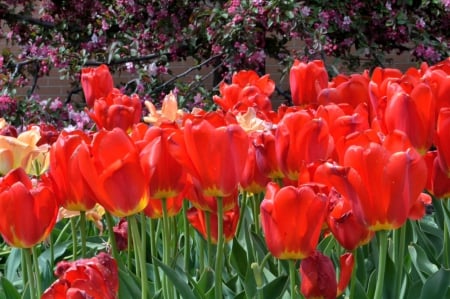 May Flowers - red tulips, spring flowers, may flowers, tulips