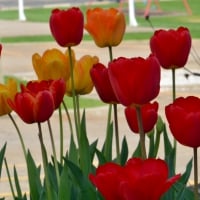 Red and Yellow Tulips