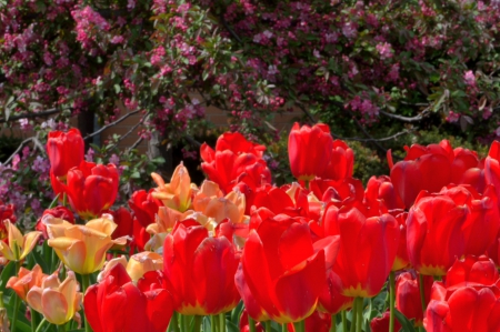 Full Bloom - roses, red tulips, full bloom, blooming flowers, red flowers, tulips