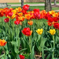 Pretty Flowers