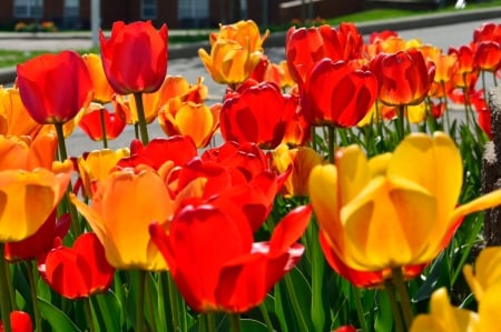 Sunny Spring Flowers - red tulips, yellow tulips, tulips, may flowers, spring flowers, sunny spring flowers