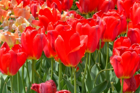 Rosy Red - spring flowers, tulips, red tulips, Rosy Red, red flowers