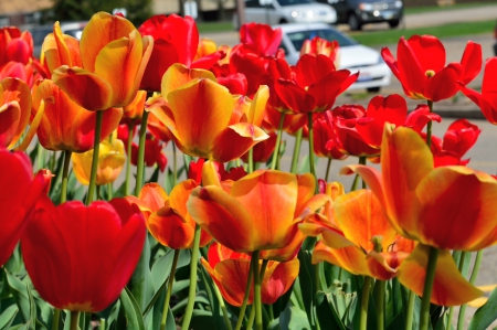 Beautiful Spring - spring flowers, may flowers, tulips, beautiful spring, red flowers