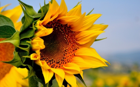 Sunflower - flower, sunflower, closeup, beautiful