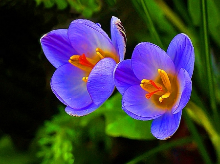 The lovely crocus - flowers, crocus, purple, two