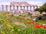 Wild Flowers, Sicilla, Italy