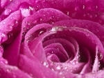 Pink Rose with Water Drops on it