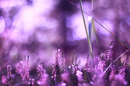 One step in Silence - abstract, field, purple, photography