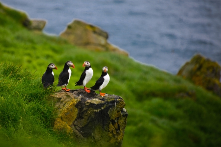 Beautiful... - birds, nature, green, cute, grass, puffins, rocks