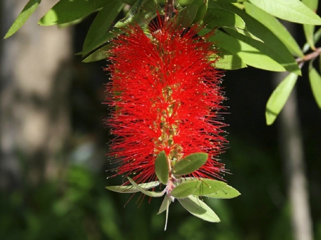 Bottlebrush-flowers - leaves, nature, flowers, red