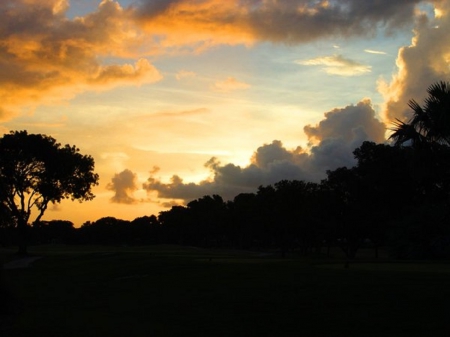 Sunset - nature, sunset, trees, yellow