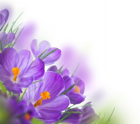 â™¥Crocusesâ™¥ - purple, crocus, flowers, spring