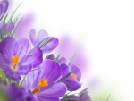 â™¥Crocusesâ™¥