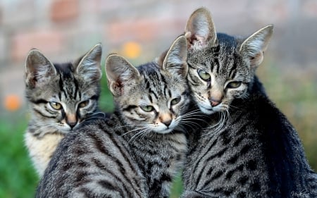 Say cheese. - trio, watching, posing, cats