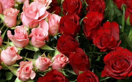 Pink and Red Roses with Water Drops on them Together - red, roses, pink, water