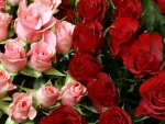 Pink and Red Roses with Water Drops on them Together