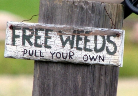 Free weeds - free, fun, sign, funny, garden, weeds