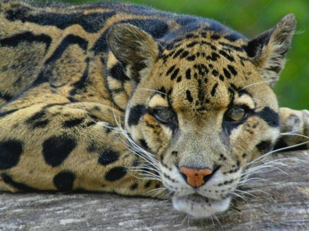 Beautifull wild cat - big cat, zoo, cat, clouded leopard, wild life