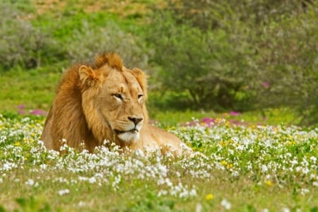 Peace full lion - big cat, zoo, wild life, lion, flower bed