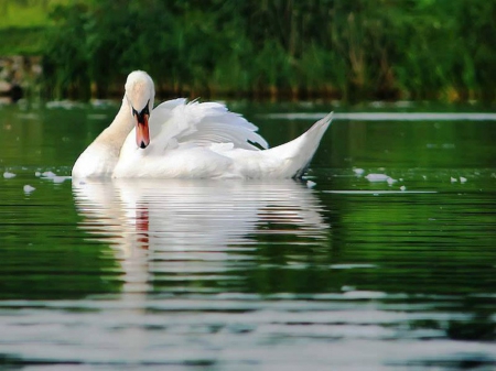 swan - lake, swan, bird, reflection