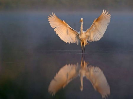 crane dance - reflections, wings, lake, crane, dance