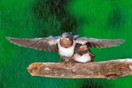 I will protect you - wings, cute, adorable, branch, birds