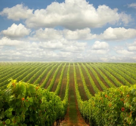 Lines of grapes - cloud, skies, field, grape