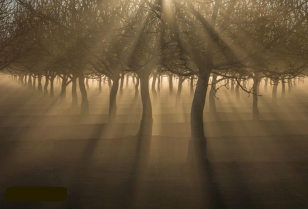 Morning mist - morning, rays, trees, tree, mist