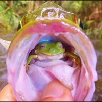 FROG FISH