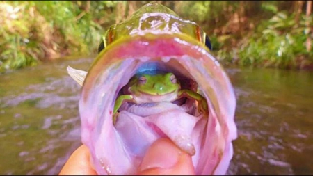 FROG FISH - frog, fish, animals, mouth