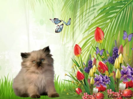 KITTY WITH FLOWERS - creation, flowers, kitten, butterflies