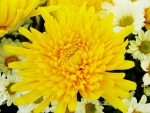 Yellow flower