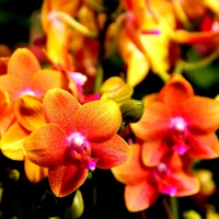 Beautiful orchids