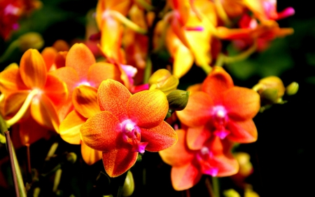 Beautiful orchids - bloom, flowers, orchids, nature