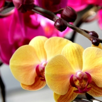 Beautiful orchids