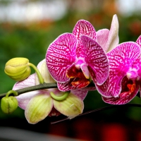 Beautiful orchids