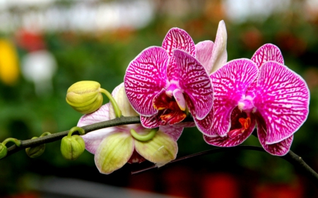 Beautiful orchids - flowers, orchids, pink, nature