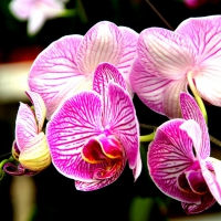 Beautiful orchids