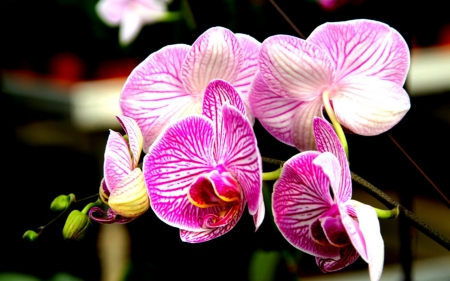 Beautiful orchids - flowers, orchids, petals, nature