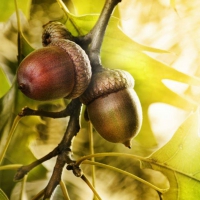 Acorns