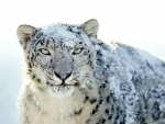 Snow Leopard