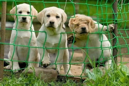 Labrador puppies