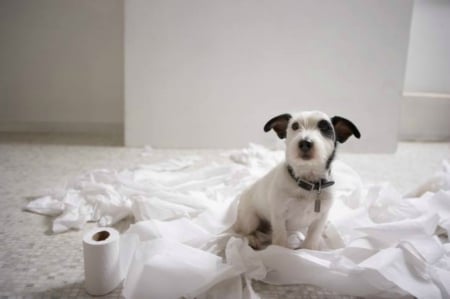 it was not me - innocence, funny, cute, pet, toiletpaper, dog