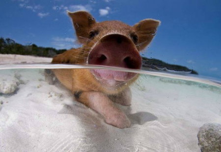 Swimming piggy - pig, water, cute, beach, snout