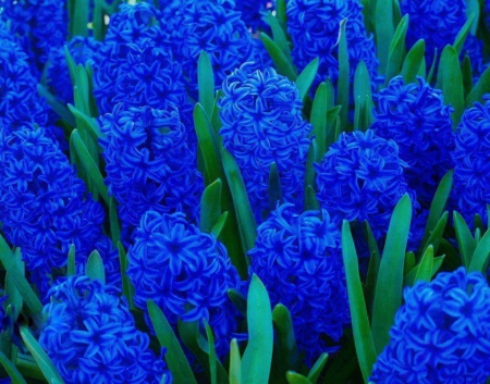 blue hyacinths - flowers, hyacinths, spring, blue