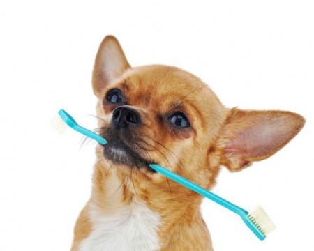 Dog with toothbrush