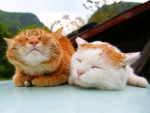 Cute cats