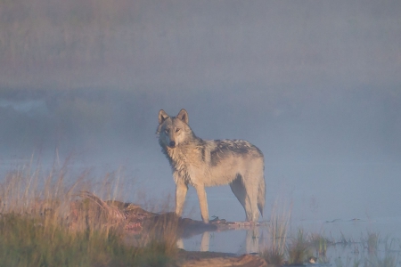 The Scout - wallpaper, black, wisdom, timber, the scout, wolf art, white, canislupus, wolf, wolves, saying, howling